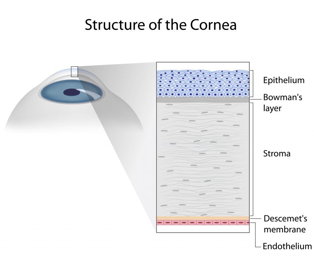 Cornea structure to understand recurrent corneal erosion treatment better